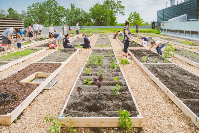 Jardinets toit Cégep Limoilou