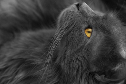 Photo d'un chat gris aux yeux orangés
