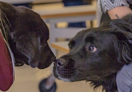 Deux chiens noirs se collant les museaux