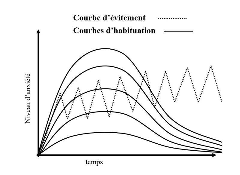 Courbe d'évitement et courbe d'habituation en fonction du niveau d'anxiété dans le temps