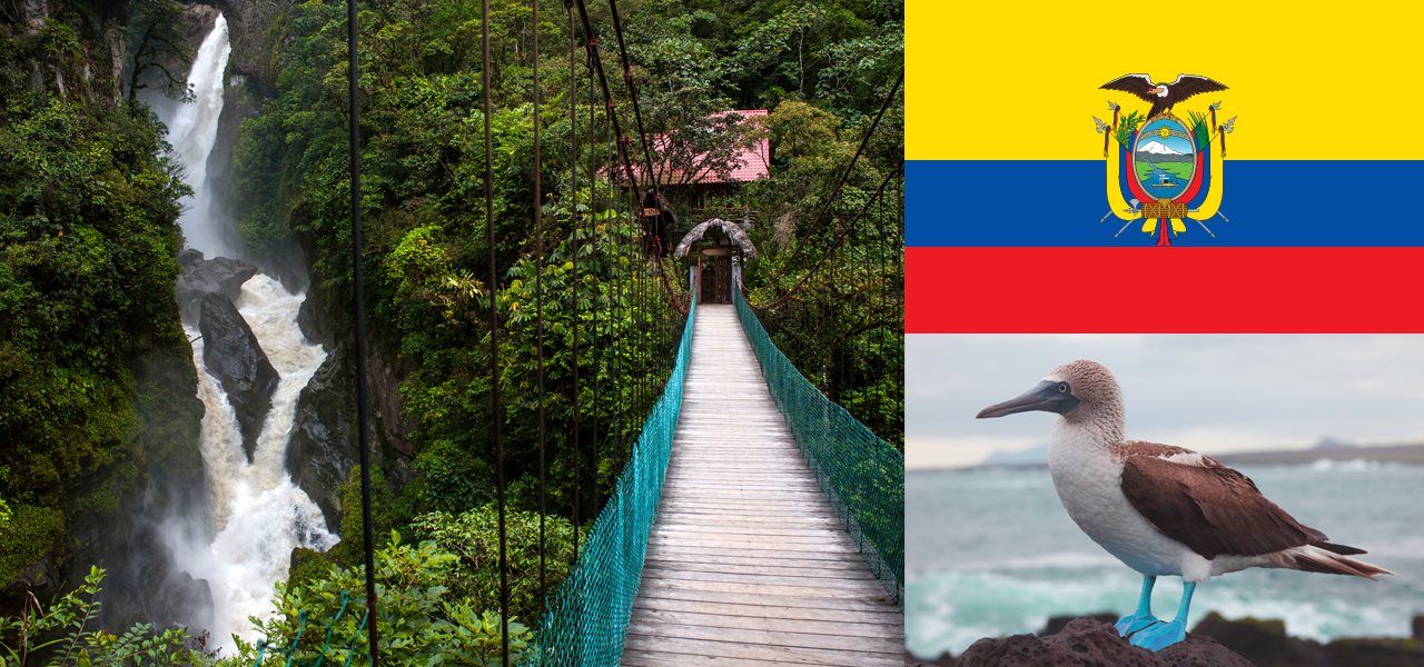 Vue dans la foret et pont suspendu coloré, oiseau aux pattes bleues et drapeau de l'Équateur