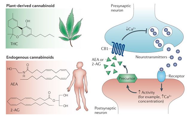 Schéma cannabis