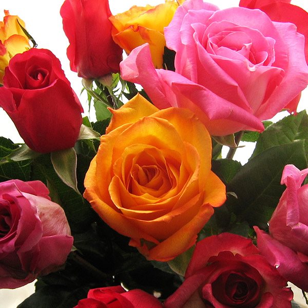 Roses colorées