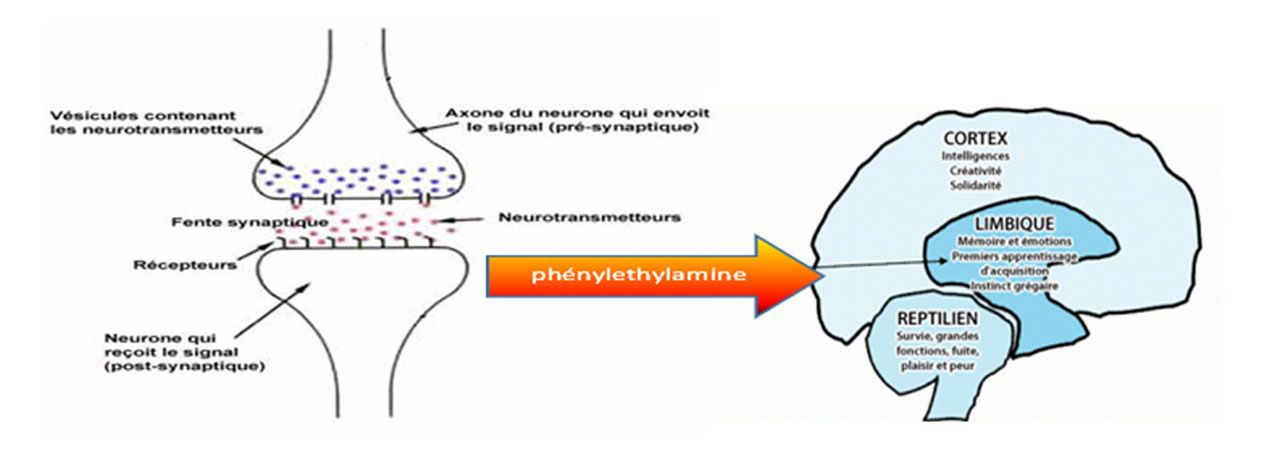 Schéma comportement phénylethylamine